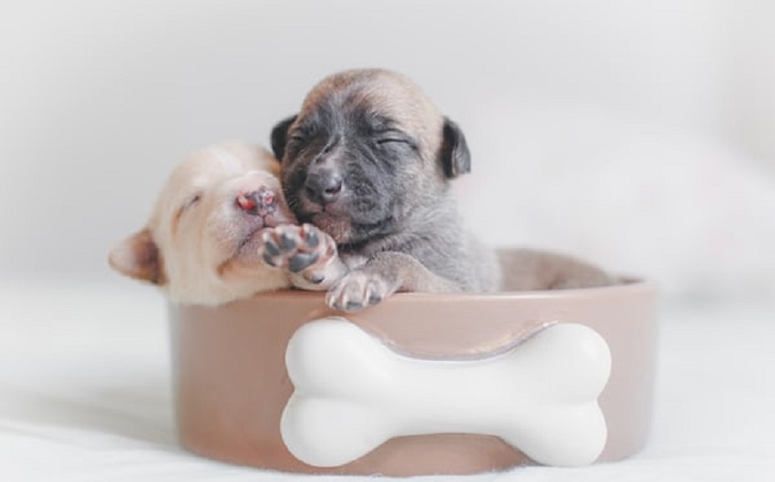 Výbava pre šteňa Výbava pre šteňa